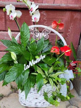Aranjament Orhidee, Spathifilum și Anthurium