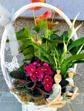 Aranjament Plante, Anthurium, Spatiphilum și Violete de Parma